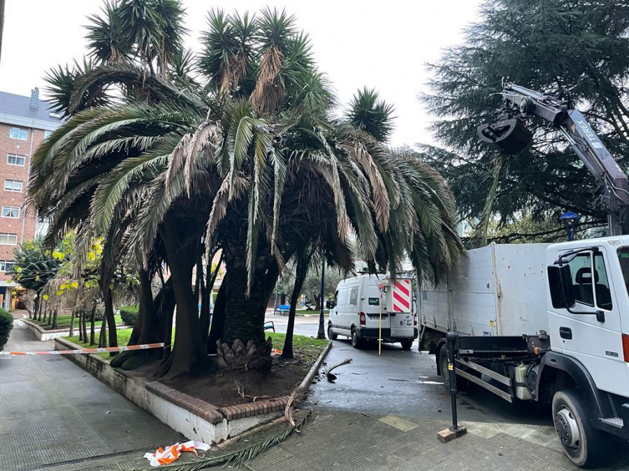 Culleredo tala una palmera dañada por el picudo rojo en Fonteculler