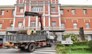 El Oncológico tala una palmera centenaria infectada por la plaga del picudo rojo