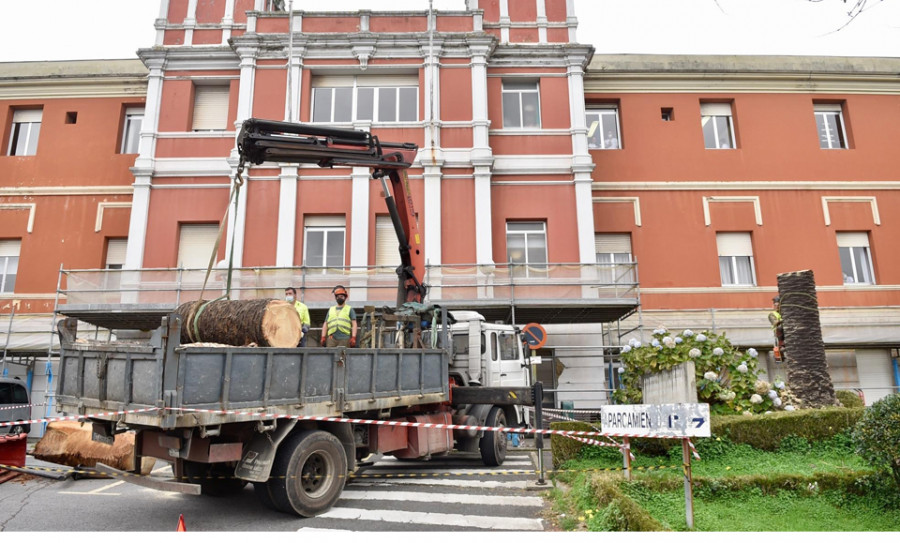 El Oncológico tala una palmera centenaria infectada por la plaga del picudo rojo