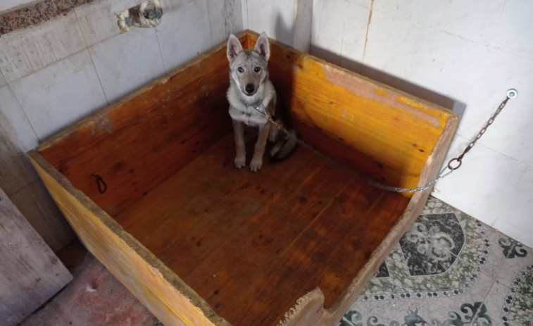 Localizados en un inmueble de Valencia un lobo, gallos y una gallina y material para mutilar animales