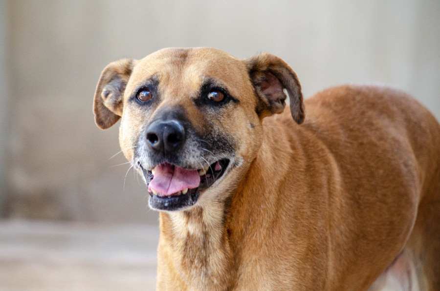 Un estudio revela que el cerebro de los perros puede distinguir entre distintos idiomas