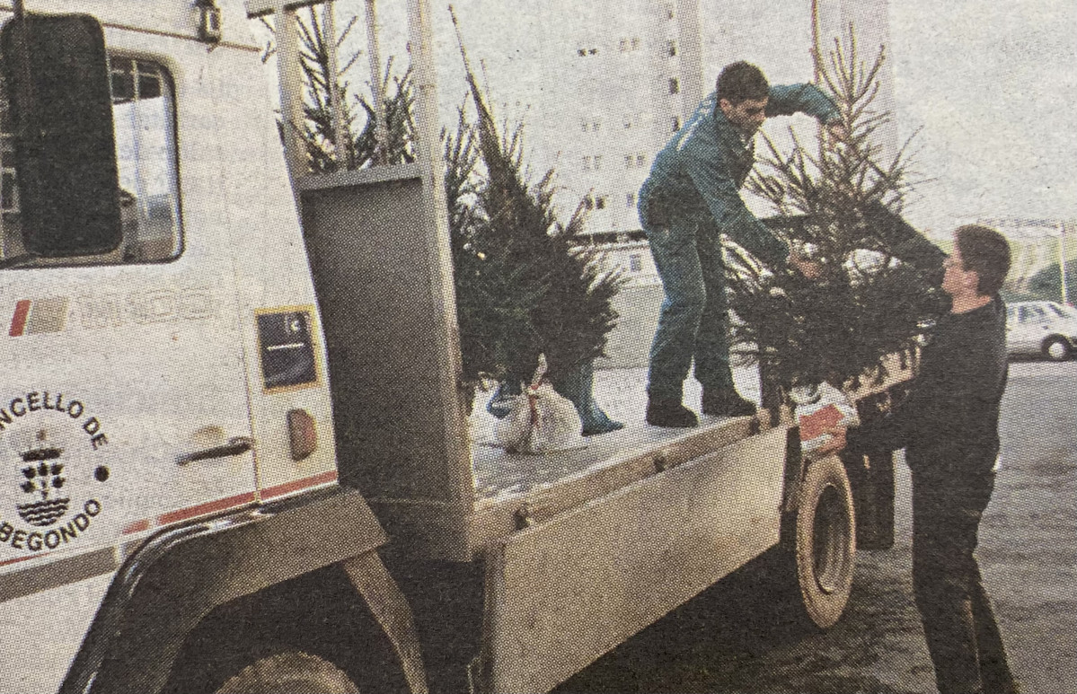 Abetos replantados en 1997