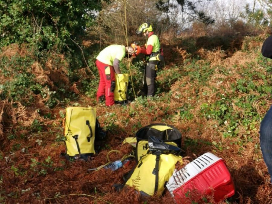 El gato atrapado en un árbol en Xardín de Nós es rescatado por una empresa de Pontevedra