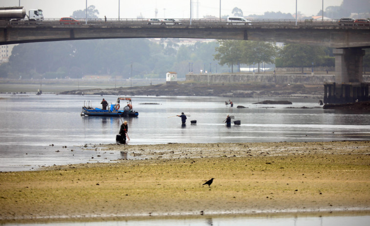 El Gobierno pide a la Xunta que notifique los mariscadores de la ría de O Burgo que deben ser indemnizados