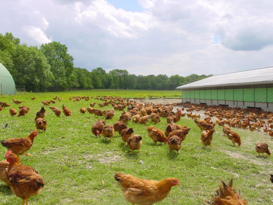 La Xunta prohíbe la cría al aire libre y confina las aves de corral en 34 localidades para evitar la gripe aviar