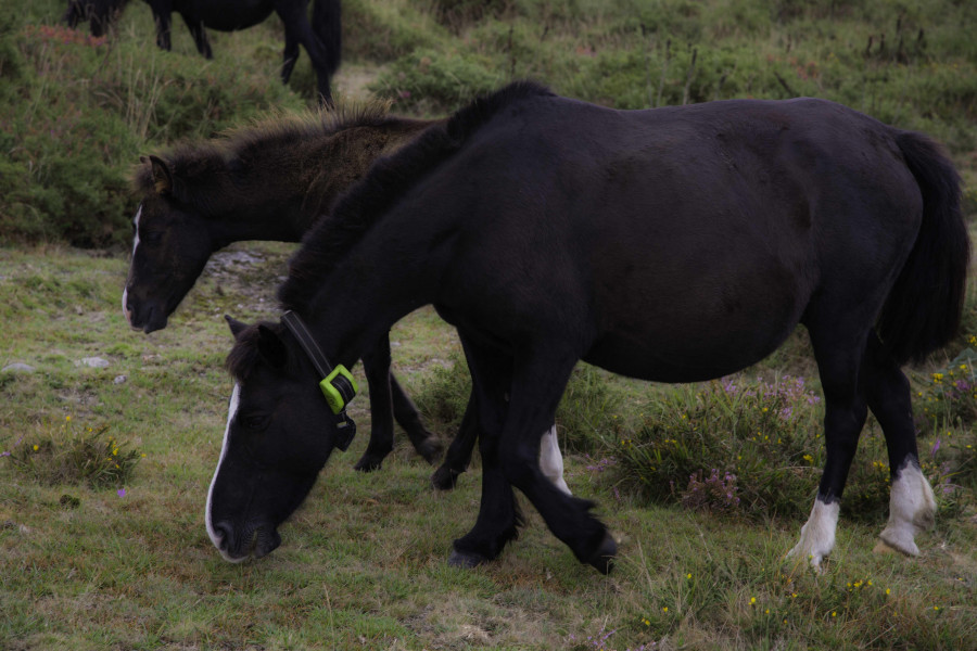 Quince caballos muertos al despeñarse por un barranco para huir de unos perros