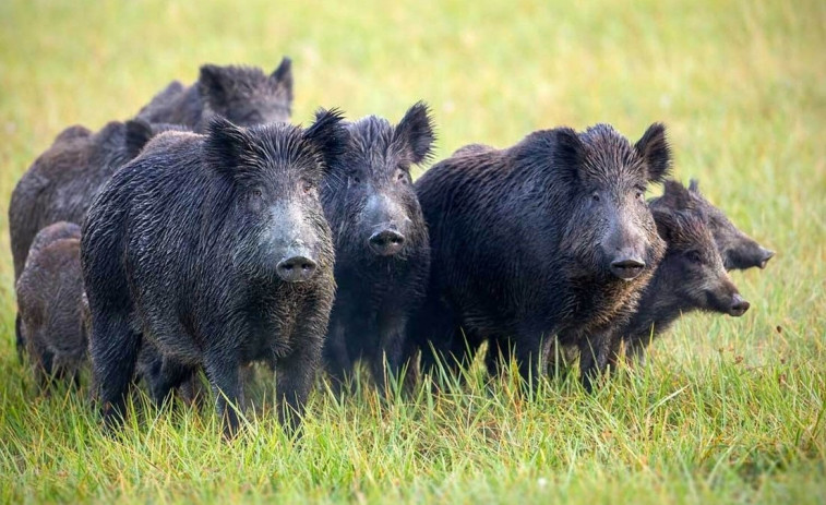 Más de 35.000 accidentes de tráfico con animales, la mayoría jabalíes y corzos