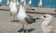 Confirman un caso de gripe aviar en una gaviota en Vigo