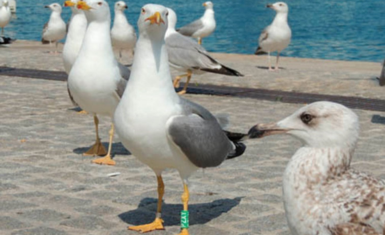 Las gaviotas contribuyen a dispersar las plantas invasoras y nativas en las zonas verdes de las ciudades