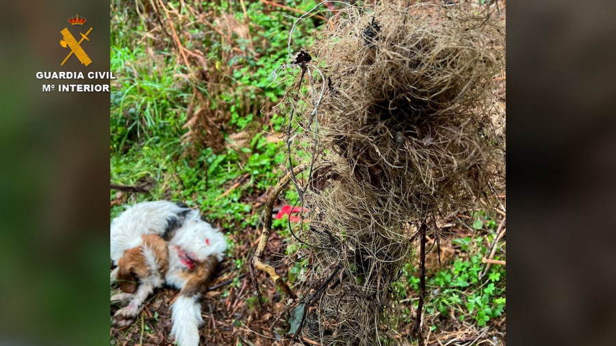 La Guardia Civil rescata a un perro atrapado en un lazo de caza para jabalíes en Malpica y busca a quien lo colocó