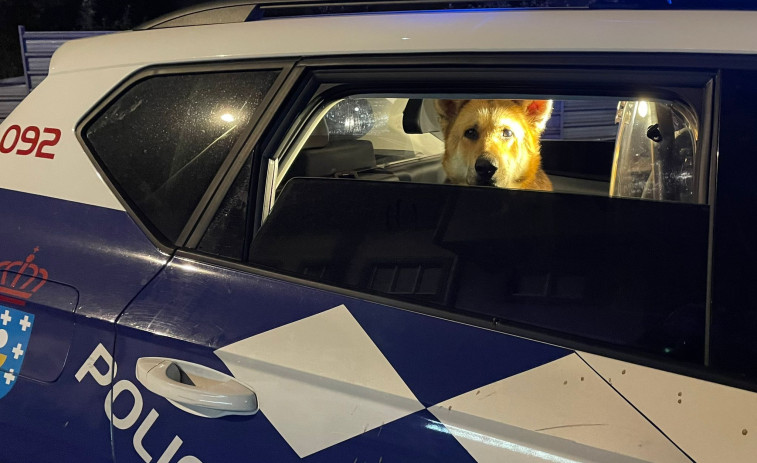 La Policía Local de A Coruña muestra su amor por los animales en San Valentín