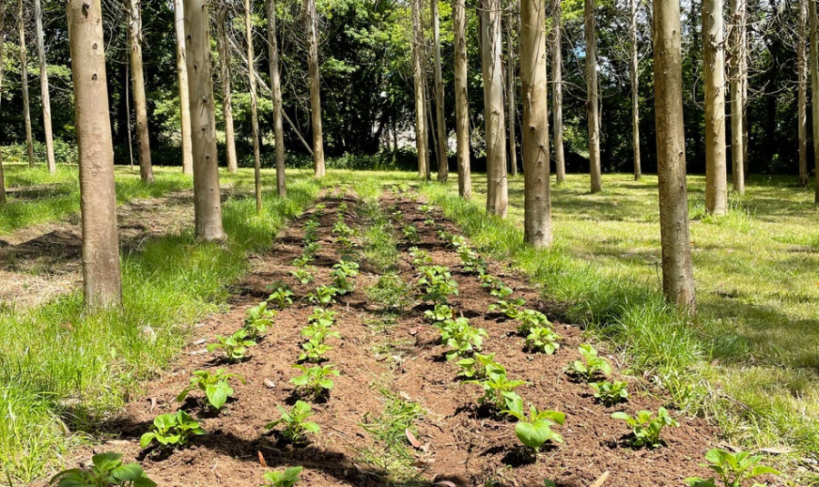 La Cátedra Hijos de Rivera regenera suelos en plantaciones de eucalipto con otros cultivos
