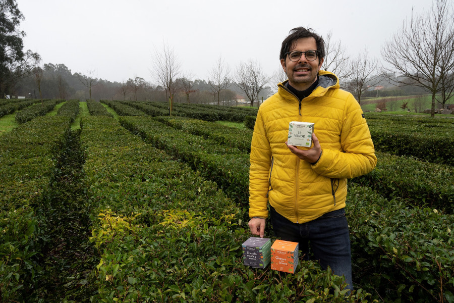 Orballo celebra diez años demostrando la calidad del té coruñés