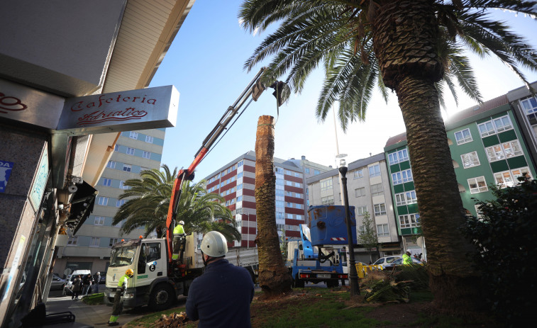 El Gobierno local tala dos palmeras enfermas en O Ventorrillo para evitar posibles riesgos