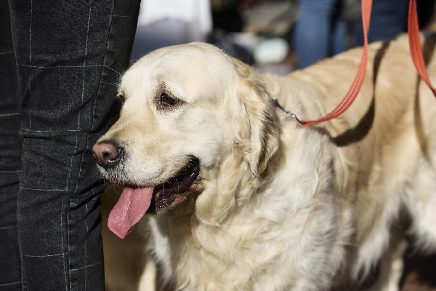 Los perros pueden tener una reacción similar al duelo por la muerte de otro perro