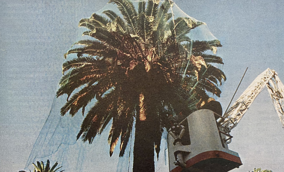 Red contra los estorninos en una palmera de Mu00e9ndez Nu00fau00f1ez en 1997