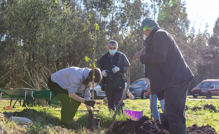 Los voluntarios de Hijos de Rivera reforestan con árboles autóctonos una parcela en Irixoa