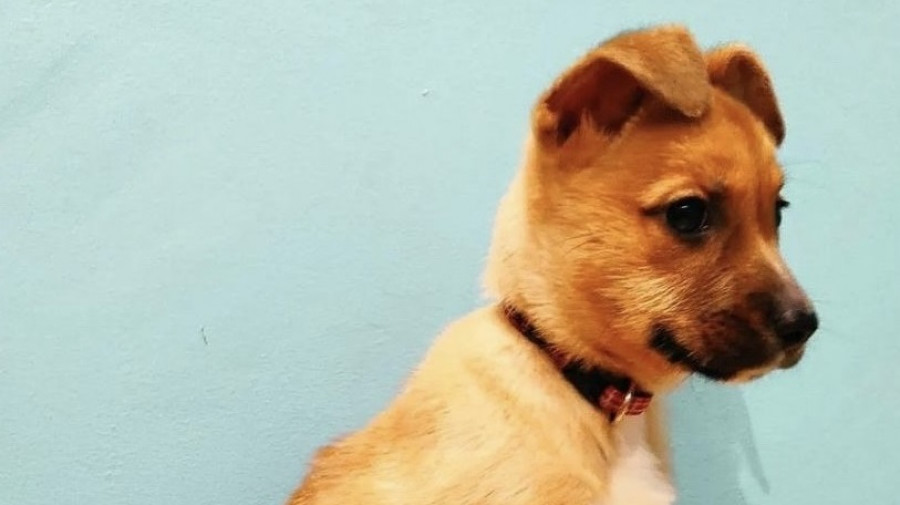 La protectora Sospelines denuncia la desaparición de dos perros adoptados en Lugo