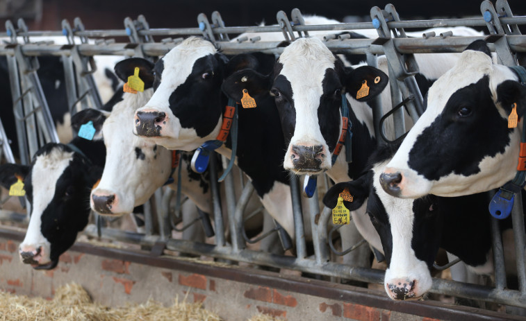 El precio del litro de leche alcanza nuevo récord en Galicia, con 57,6 céntimos