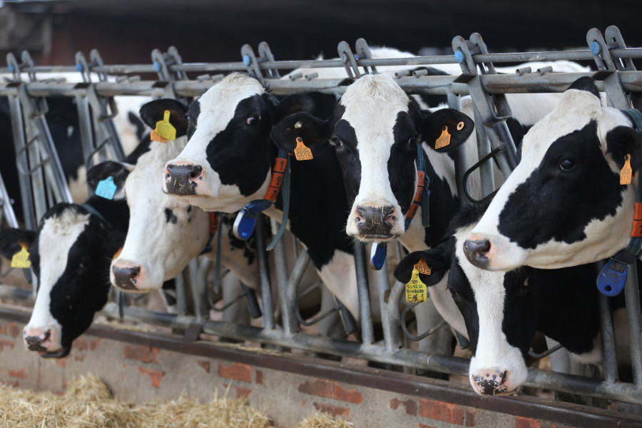 Calculan que las vacas producen hasta un 20% menos de leche por la sequía