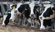 Calculan que las vacas producen hasta un 20% menos de leche por la sequía