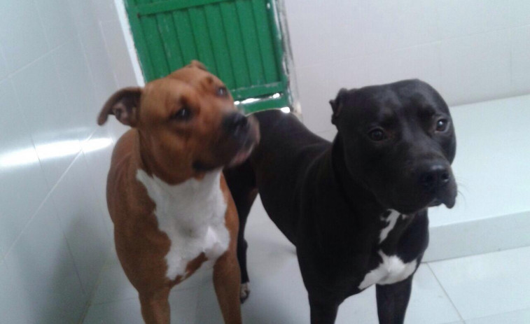 El 20 % de los perros recogidos por protectoras cada año quedan sin adopción