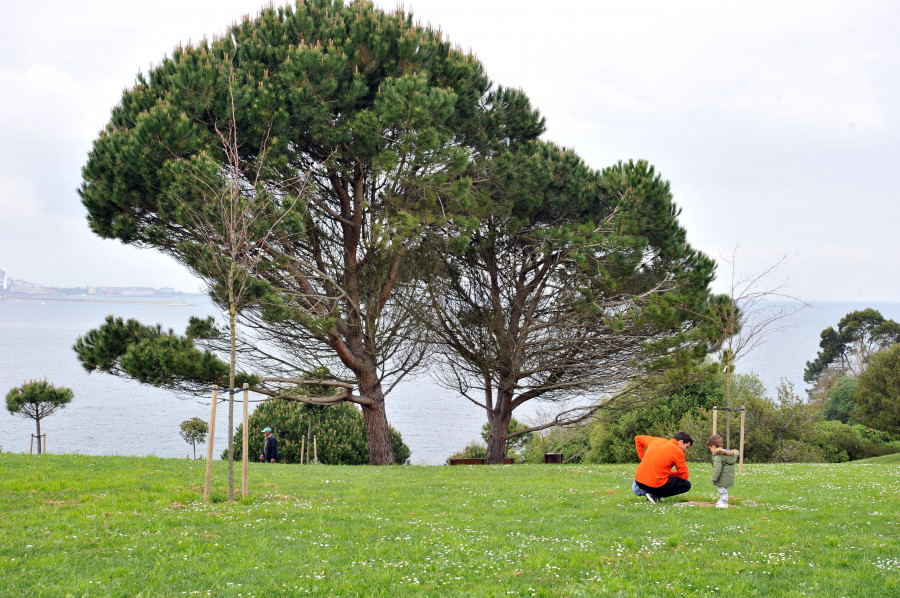 Oleiros denuncia el robo de tres árboles en el parque costero de As Trece Rosas