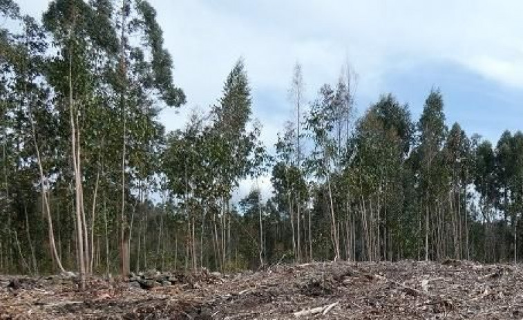 La Xunta saca a subasta 23 lotes de madera en la provincia de A Coruña valorados en más de 400.000 euros