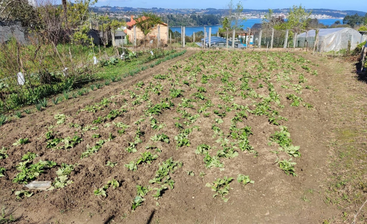 Los jabalíes mantienen en vilo a toda la comarca de Betanzos