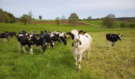 La población de vacas de A Coruña se duplicó en la última década