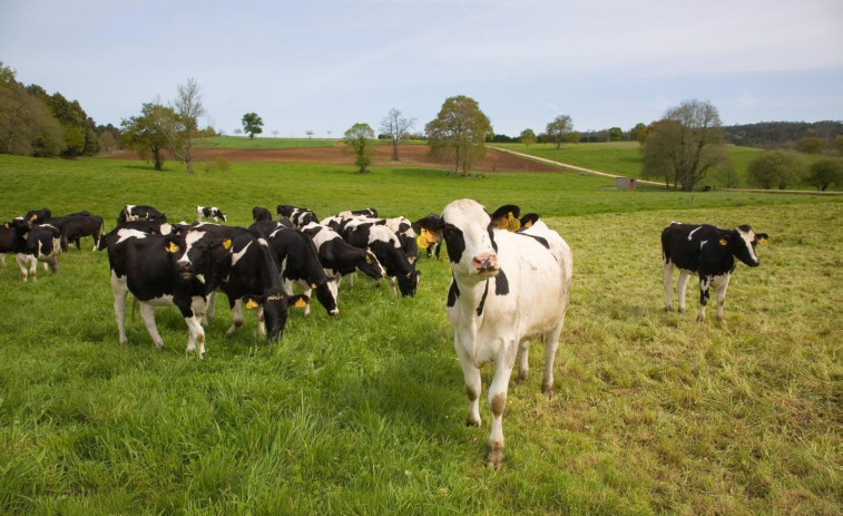 La población de vacas de A Coruña se duplicó en la última década