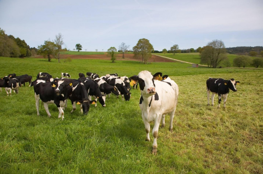 La población de vacas de A Coruña se duplicó en la última década