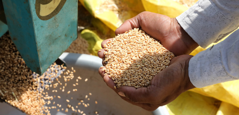 Rusia avisa que no exportará cereales en detrimento de su propio mercado