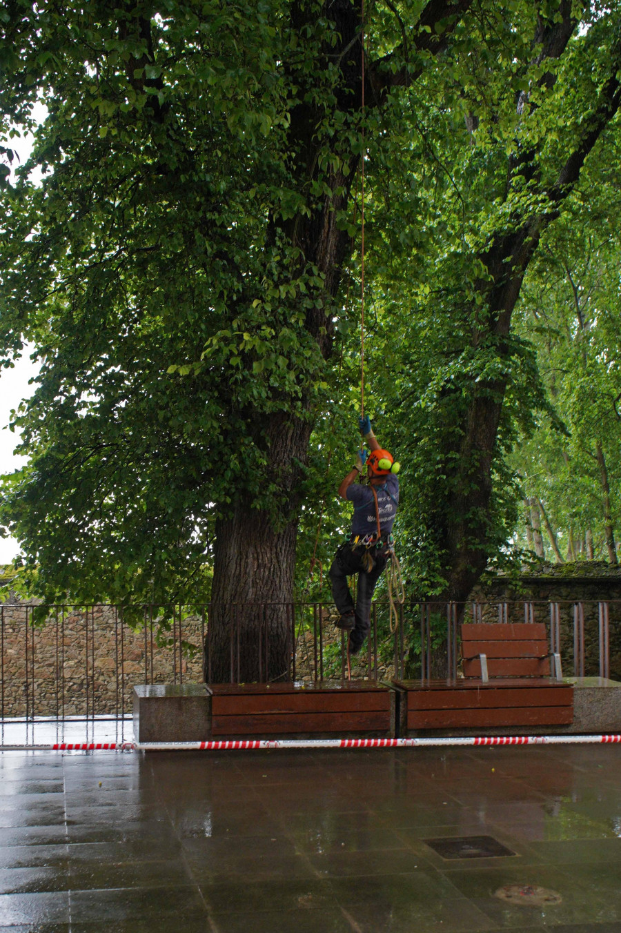 Cae otra gran rama de árbol en la vía pública en Orillamar