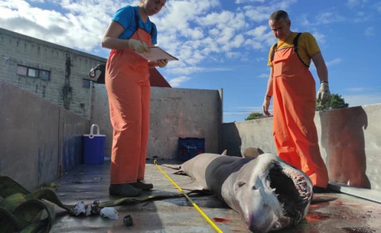 Fallece un tiburón solrayo varado en Vilanova de Arousa y el Cemma le practica la necropsia