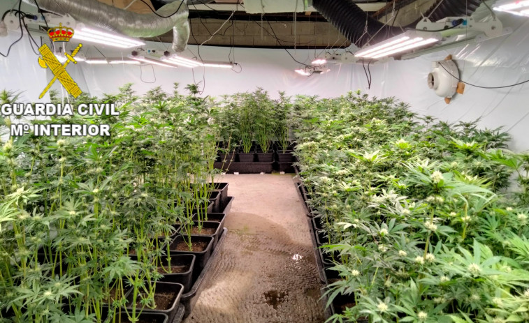 Detenidos dos vecinos de A Coruña y uno de Arteixo por una plantación ilegal de marihuana en Abegondo