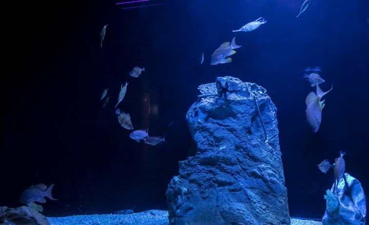 El Aquarium Finisterrae exhibe especies de aguas profundas