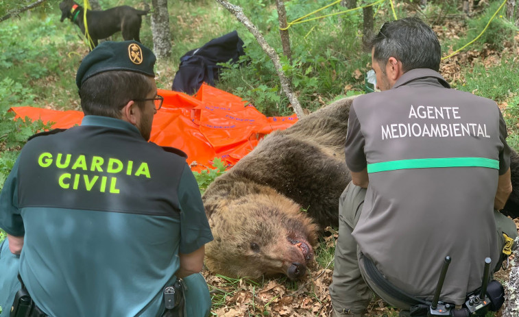 Dos aficionados grabaron la pelea y posterior caída de los dos osos accidentados