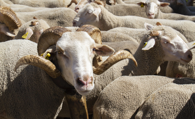 Nueva Zelanda impondrá tasas a las emisiones por los eructos de ovejas y vacas