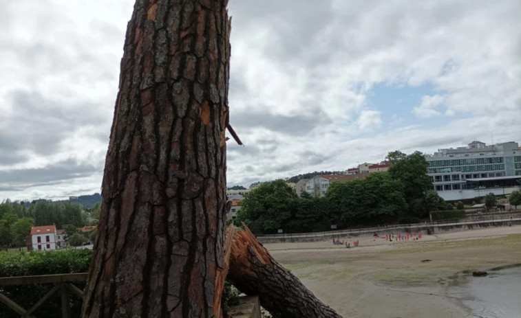 Emerxencias de Oleiros acude a retirar un árbol que se partió en el Castillo de Santa Cruz