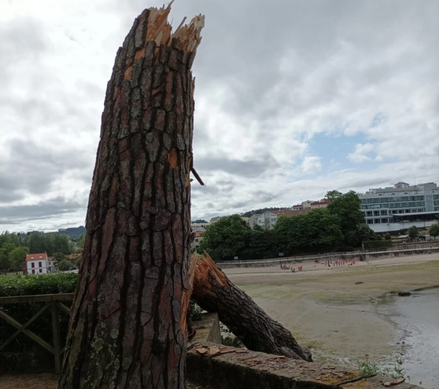 Emerxencias de Oleiros acude a retirar un árbol que se partió en el Castillo de Santa Cruz