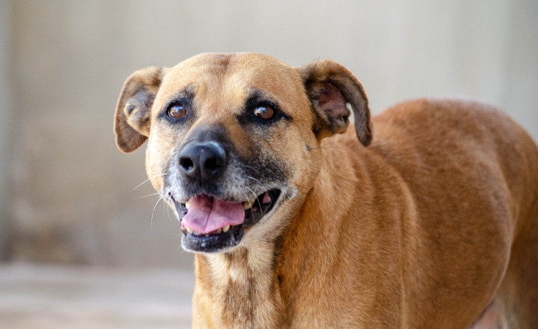 La Ley de Bienestar Animal podría elevar un 20 % los seguros para mascotas