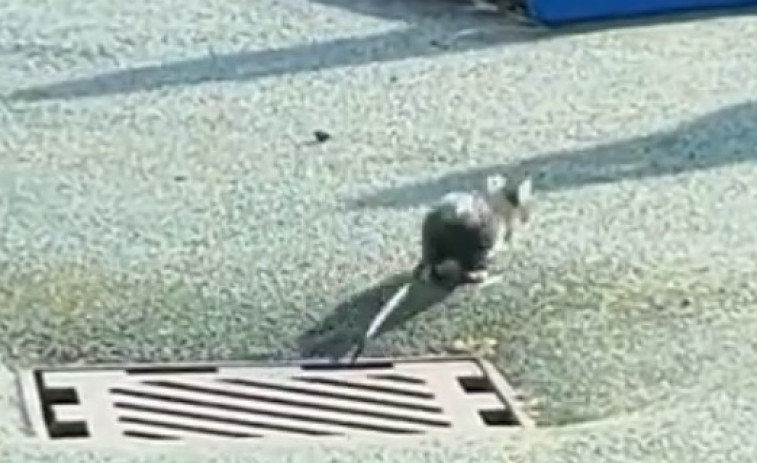 Denuncian la aparición de ratas en la zona infantil de la plaza de Portugal