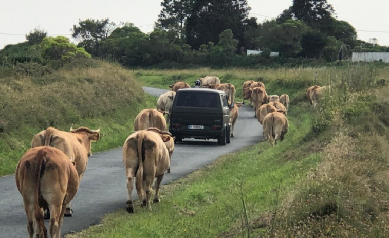 Una estampida de vacas irrumpe en el arenal de Ponzos tras fugarse del prado donde pastaban