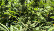 El uso del cannabis terapéutico terapéutico es incierto