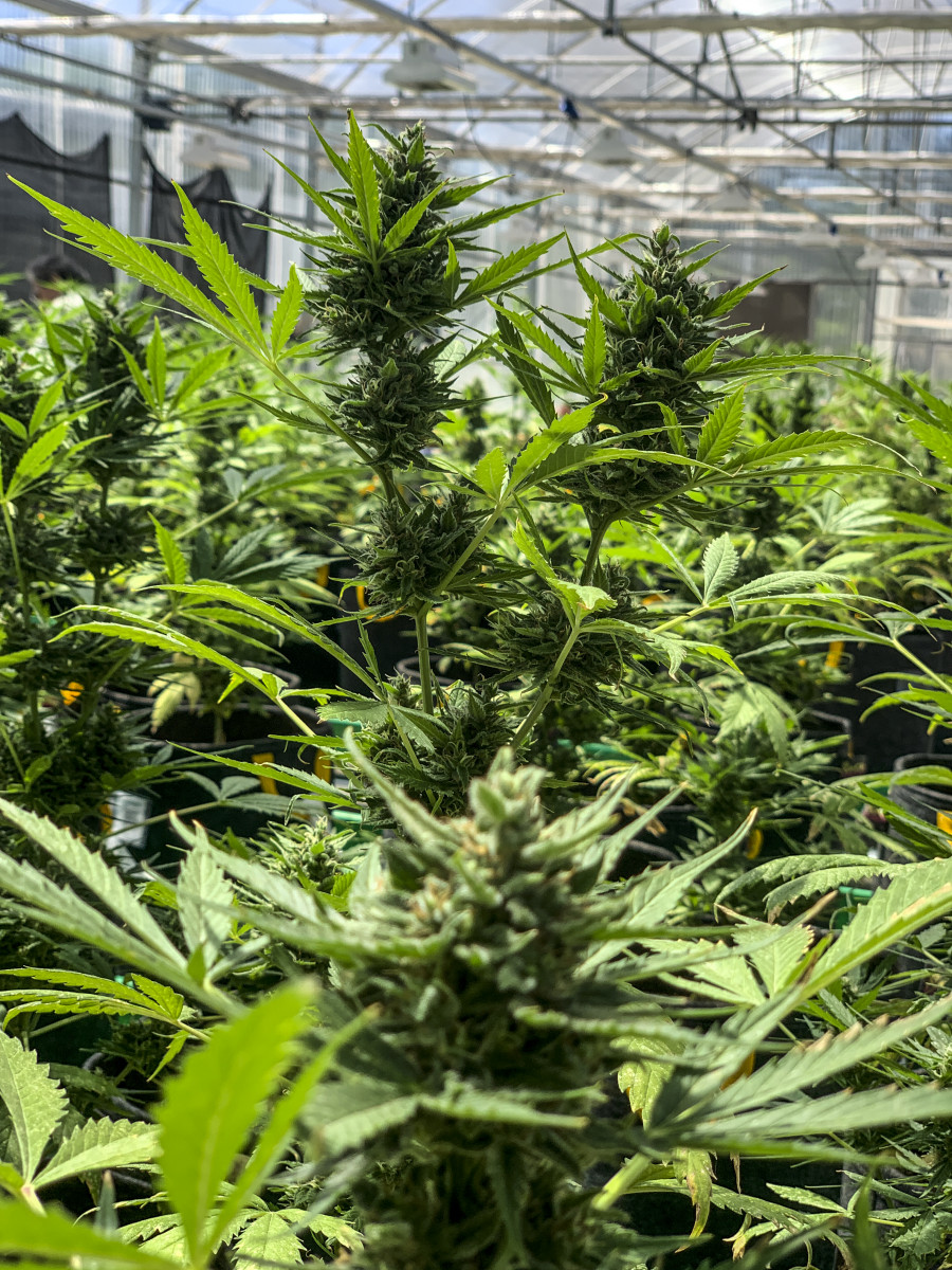 El uso del cannabis terapéutico terapéutico es incierto