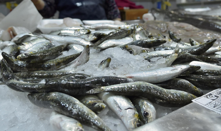 El precio de la sardina llega  al día de San Juan por debajo de los años con restricciones