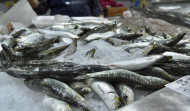 El precio de la sardina llega  al día de San Juan por debajo de los años con restricciones