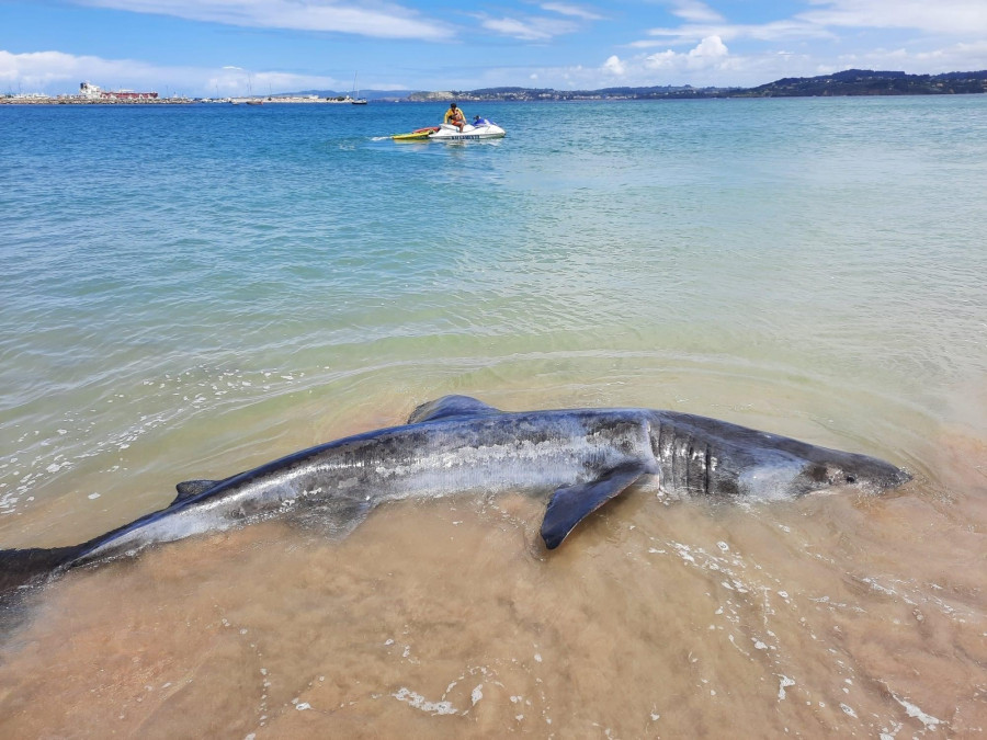 Alarma entre los bañistas de Bastiagueiro tras divisar un tiburón