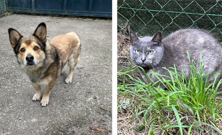 Trufo y Mirrucha buscan hogar